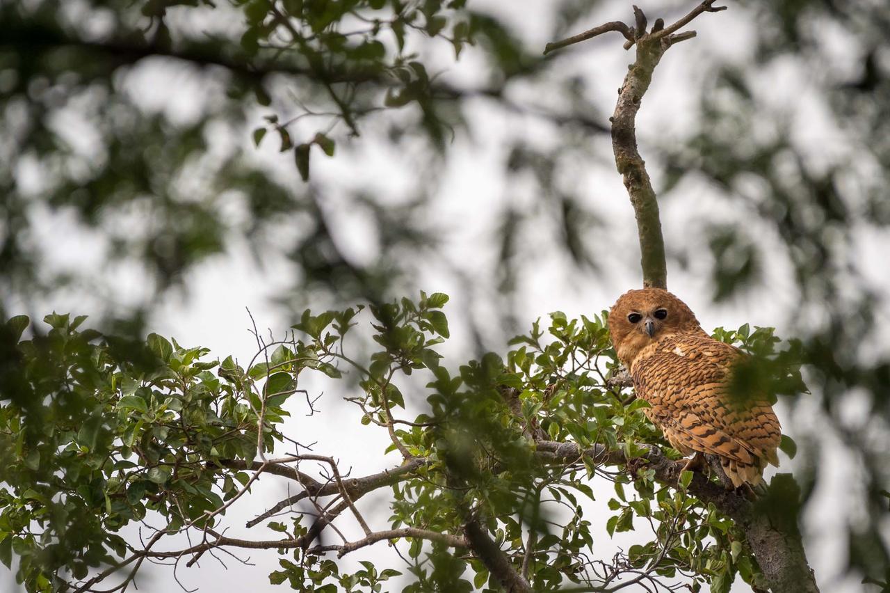 Rukiya Safari Camp Villa Hoedspruit Luaran gambar